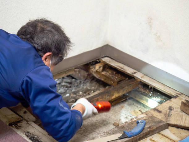 Best Mold Testing and Removal  in Brookville, IN