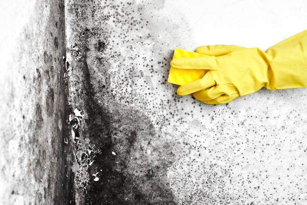 Best Mold Cleaning Services  in Brookville, IN