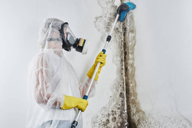 Mold Removal Process in Brookville, IN