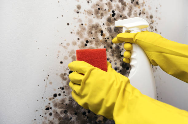 Best Mold Testing  in Brookville, IN