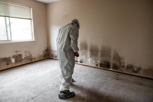 Best Attic Mold Removal  in Brookville, IN
